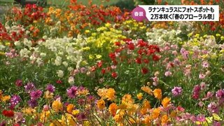 "ちょっとリッチな気分に"　マリーゴールドやラナンキュラスなど約2万本の花が咲き誇る「春のフローラル祭」　フローランテ宮崎で5月26日まで　　