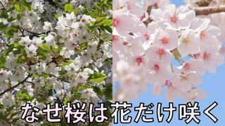 なぜ桜は『花だけ先に咲くのか？』葉桜が増え、桜を見上げてふと疑問…理由を専門家に聞いてみた