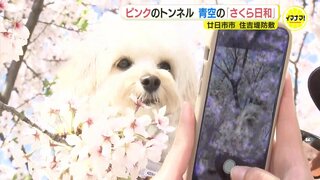 ピンクのトンネルが出現　青空広がり「さくら日和」 広島の花見スポット･住吉堤防敷