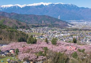 「天下第一の桜」最盛期　高遠城址公園、春の色彩美　長野県伊那市