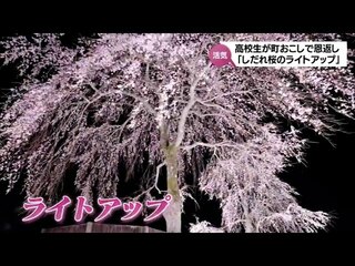 【動画版】観光客を呼び込め！高校生がまちおこし　五ヶ瀬町のしだれ桜をライトアップ