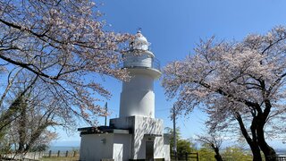 “恋する灯台” あすにもサクラ満開か…富山湾越しの立山連峰望む　気象台は富山で“サクラ満開”観測