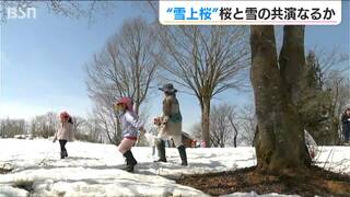 つぼみが開くのが先か、雪が消えるのが先か… お天道様のみぞ知る今年の『雪上桜』新潟県魚沼市