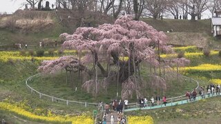 【LIVE】三春滝桜のライブ映像　10日に「満開」今が見頃　樹齢は推定1000年、日本三大桜のひとつ　福島県三春町【ライブカメラ】