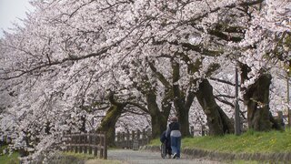 春爛漫 満開のサクラと白い雪やなぎのコントラスト...春の色 見事に  富山