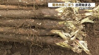 筋が柔らか！『菊池水田ゴボウ』が収穫最盛期　国の地理的表示（GI）取得の一品　熊本