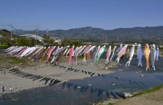 こいのぼり100匹、大空に　和歌山・九度山で川渡し