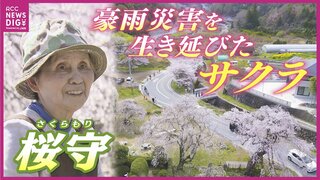 巨木「神原のシダレザクラ」桜守の思い　豪雨災害を乗り越えて… 人々との出会い「みんなが桜を見に来てくれて出会えた。それがうれしい」