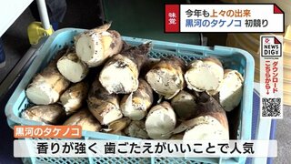 ことしもシーズン到来！ 黒河タケノコ初競り　大きさ形ともに上々 5月中旬にピーク　富山