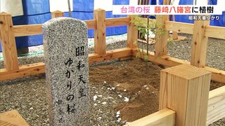 昭和天皇ゆかりの『台湾の寒緋桜』が藤崎八幡宮に植樹　熊本