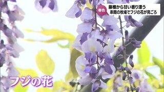 "紫のカーテン"　串間市の牧場でフジの花が見ごろ