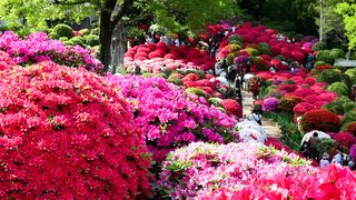 【動画】根津神社でツツジが見頃