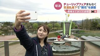 チューリップフェア期間中の満開へ “ベストは開幕時 5割の開花” 遮光ネット調整で気温の乱高下制す　富山・砺波市