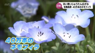 さわやかなブルーが美しく　約40万本のネモフィラが見ごろを迎える　小林市生駒高原