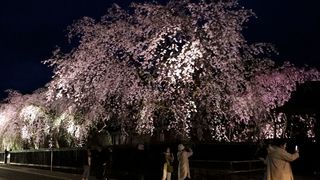 【動画】武家屋敷の夜桜が見頃