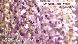 樹齢200年 県の天然記念物「山田の藤」　神社の境内を覆うように薄紫色の藤の花が咲き誇る　熊本・玉名市