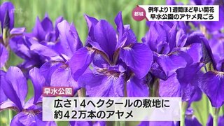 約42万本のアヤメ　都城市･早水公園で見ごろに