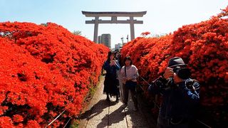 【動画】真っ赤に染まる参道