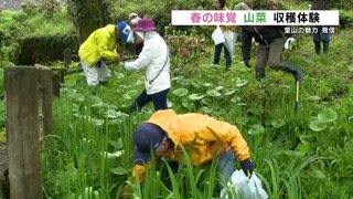 「春の山は宝物の倉庫 全部が宝物」 産山村で春の味覚山菜の収穫体験　村の魅力を発信する「うぶやま未来ラボ」