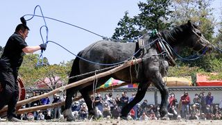 【動画】人馬一体の真剣勝負