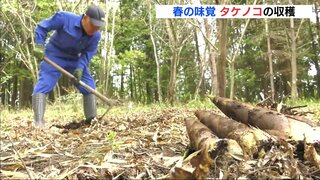 春の味覚　タケノコを収穫　朝採れは地元の産直市にも　広島･三次市