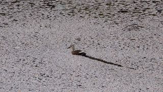 【動画】散りてなお美しく