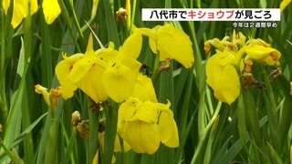 鮮やかな黄色の花を咲かせる『キショウブ』が八代市の神社で見頃　国の名勝「松浜軒」では河骨の黄色い花も　熊本