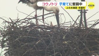 コウノトリが子育てに奮闘中「一生懸命 えさを取って ひなに与えている姿は本当にほのぼのする」広島･世羅町