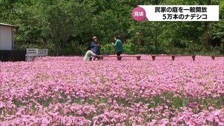 約5万本が咲き誇る　西都市の民家でナデシコの花が見ごろ