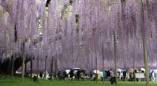 栃木・足利の「大藤」満開　樹齢160年、香り高く