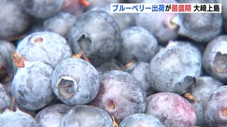 ブルーベリーの出荷が最盛期　広島･大崎上島町