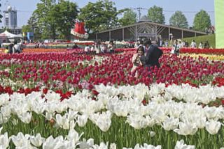 富山・砺波、チューリップフェア　青空の下、彩り満開