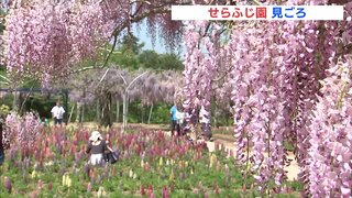 フジの花1000本　ルピナス12000株が見ごろ　広島･せらふじ園