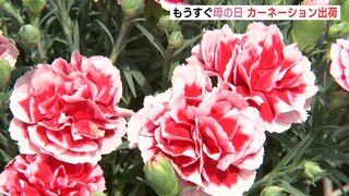 もうすぐ母の日　感謝を伝えるカーネーションを出荷　広島･江田島市