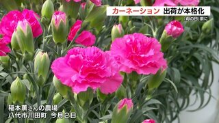 母の日を前にスペインから空輸して鉢植えした “カーネーション”    約1万8000鉢を九州各地に出荷予定