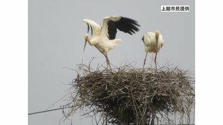 “幸せ運ぶ” 国の特別天然記念物「コウノトリ」 新潟県内で初のふ化確認