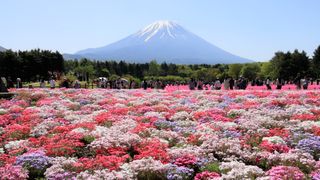 【動画】ピンクの大海原