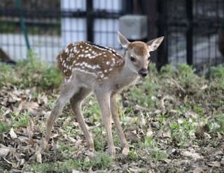 今年最初のシカの赤ちゃん　奈良公園、出産シーズン