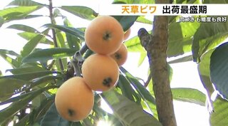 初夏の味覚「天草ビワ」出荷が最盛期！ 糖度・肉付き良好　熊本