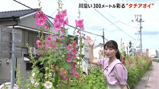 川沿い300メートル彩る　初夏の花”タチアオイ”が見ごろに