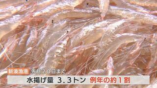 値段は2倍、売り上げ2割「こんなの初めて」シロエビ不漁で飲食店の悲鳴！富山