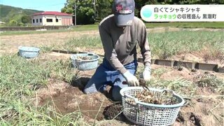 「白くてシャキシャキ」ラッキョウの収穫盛ん　関東や関西などにも出荷（高知・黒潮町）