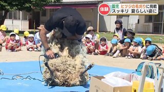 「ふわふわ 持って帰りたい」幼稚園児が毛刈りしたヒツジ　生まれて初めてのカットで夏らしくスッキリ