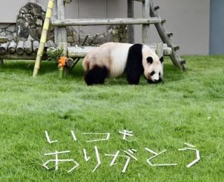 母パンダの良浜に感謝の贈り物　和歌山白浜町、10頭産み育てる