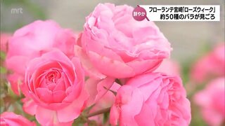 色とりどり約50種のバラの花　フローランテ宮崎で見ごろに