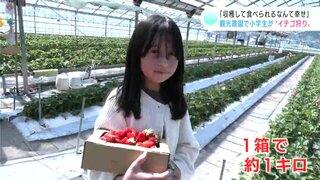 「収穫しながら食べられるなんて幸せ」観光農園で小学生が“イチゴ狩り”