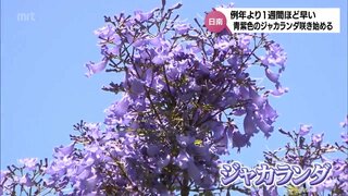 世界三大花木･ジャカランダ　日南市で例年より早く咲き始める　見ごろは6月中旬まで