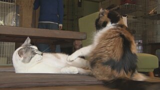 猫カフェ卒業生 95匹！築100年の古民家で癒やし癒やされ　事情抱えながらも幸せに　富山