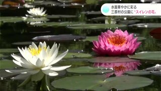 水面華やかに彩る　星ヶ丘公園に色とりどりの“スイレンの花”（高知・三原村）