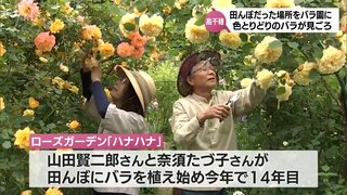 田んぼだった場所にバラを植え始めて14年　高千穂町のバラ園が見ごろを迎える　5月末まで一般に公開